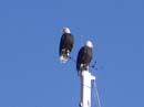 AnneBaldeagles